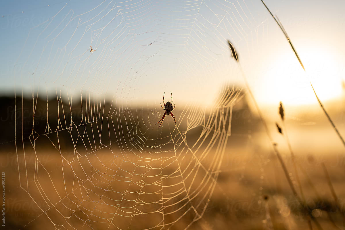 Spider web showing at sunrise
