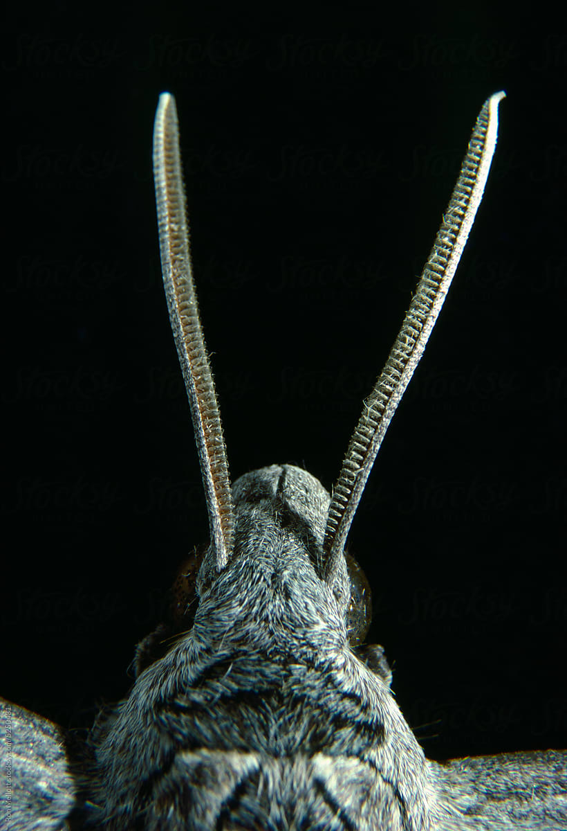 Moth closeup macro film capture antennae structure on head