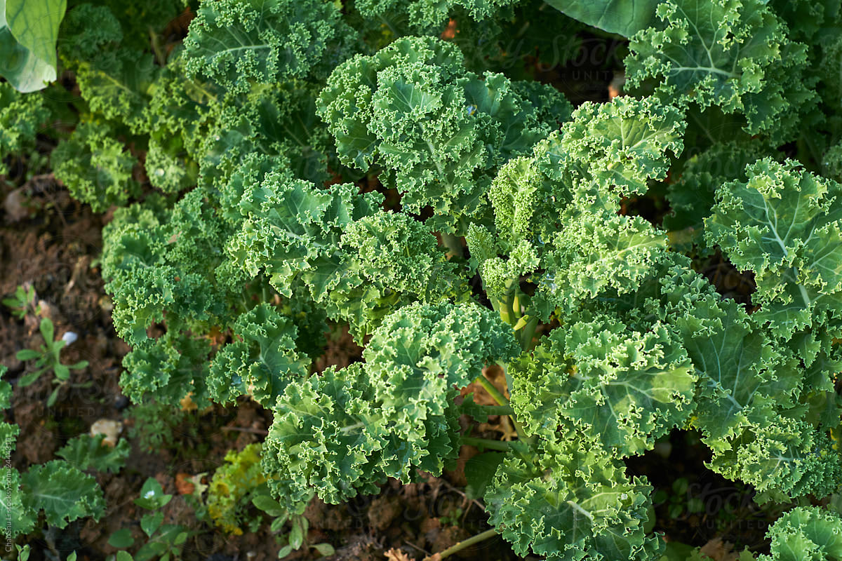 Closeup fresh vegetables in urban farm