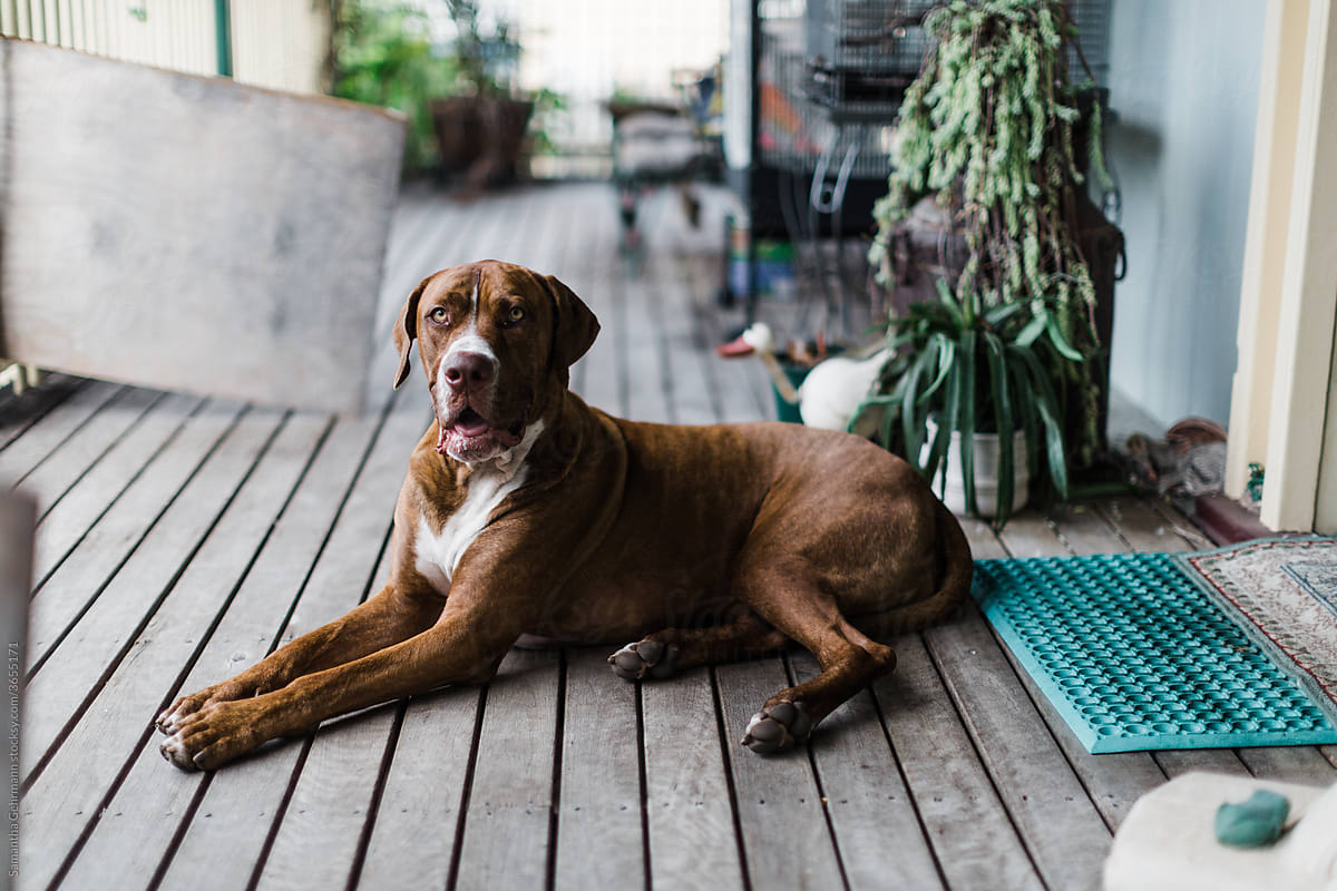 Large breed dog on verandah