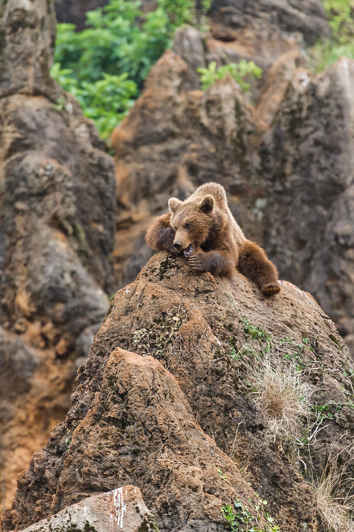 Angry young brown bear