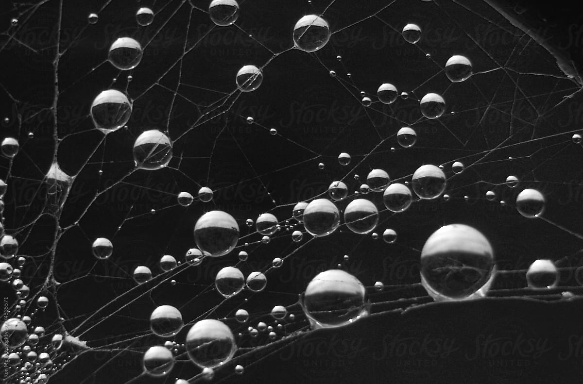 Spiderweb dewdrops morning dew dewdrops on spiderweb, film capture
