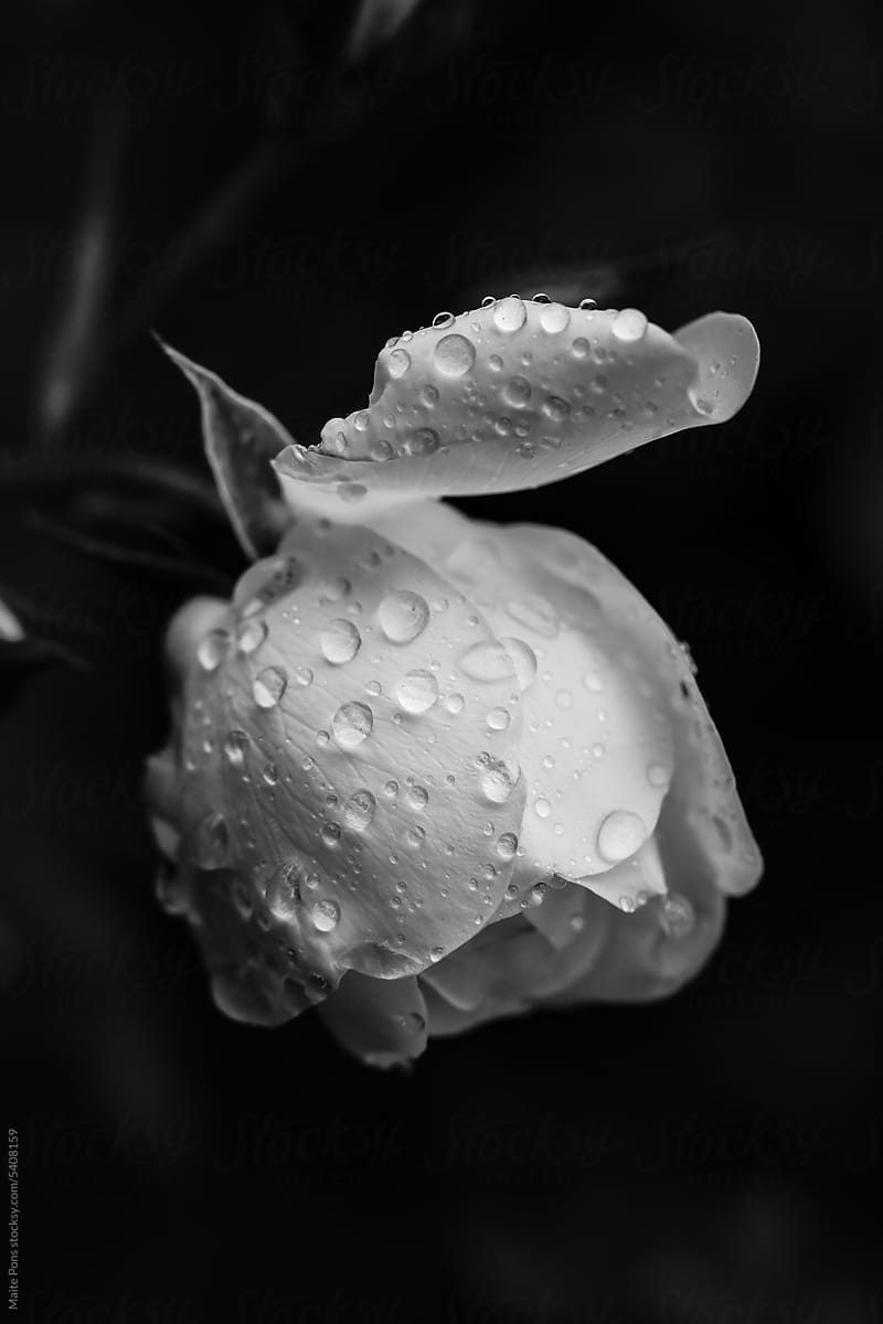 Monochrome Wet White Rose