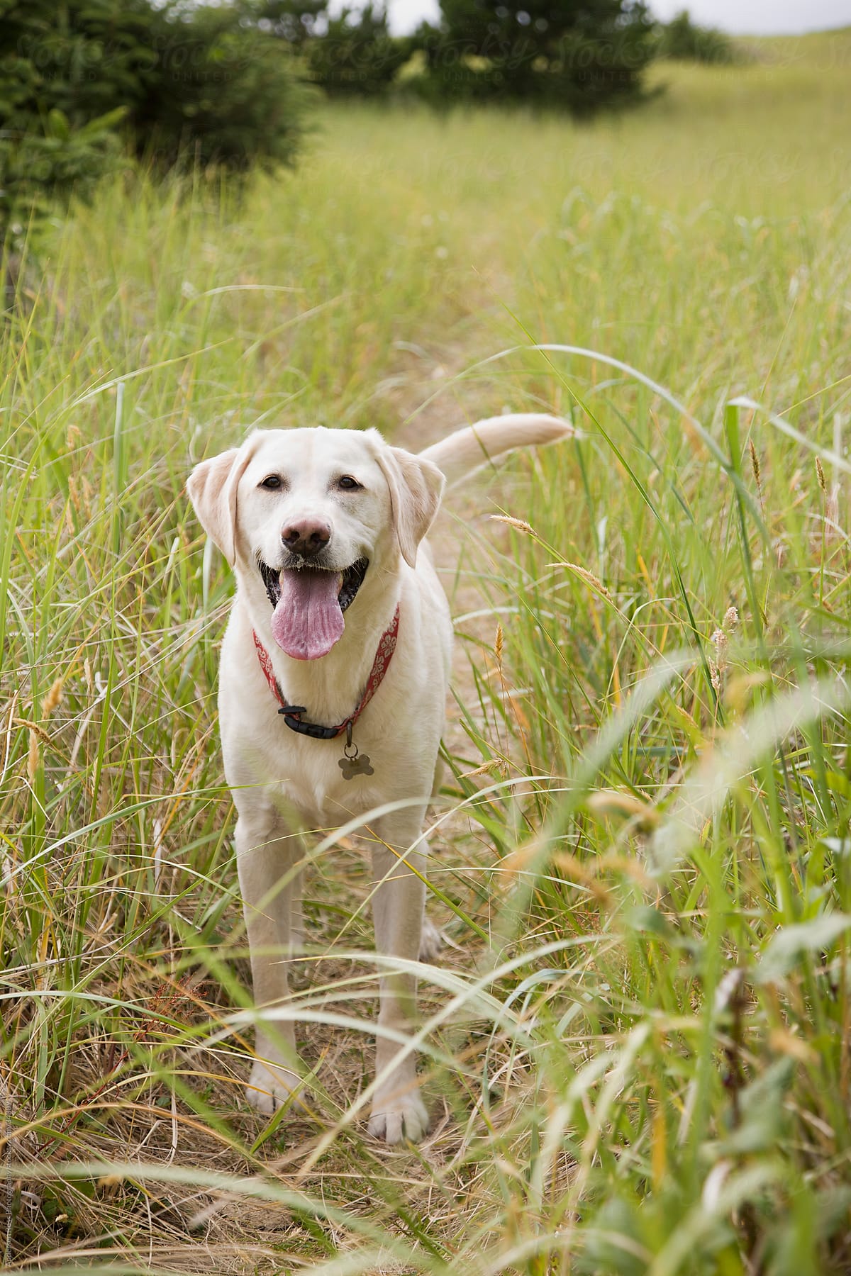 Labrador retriever standing on filed