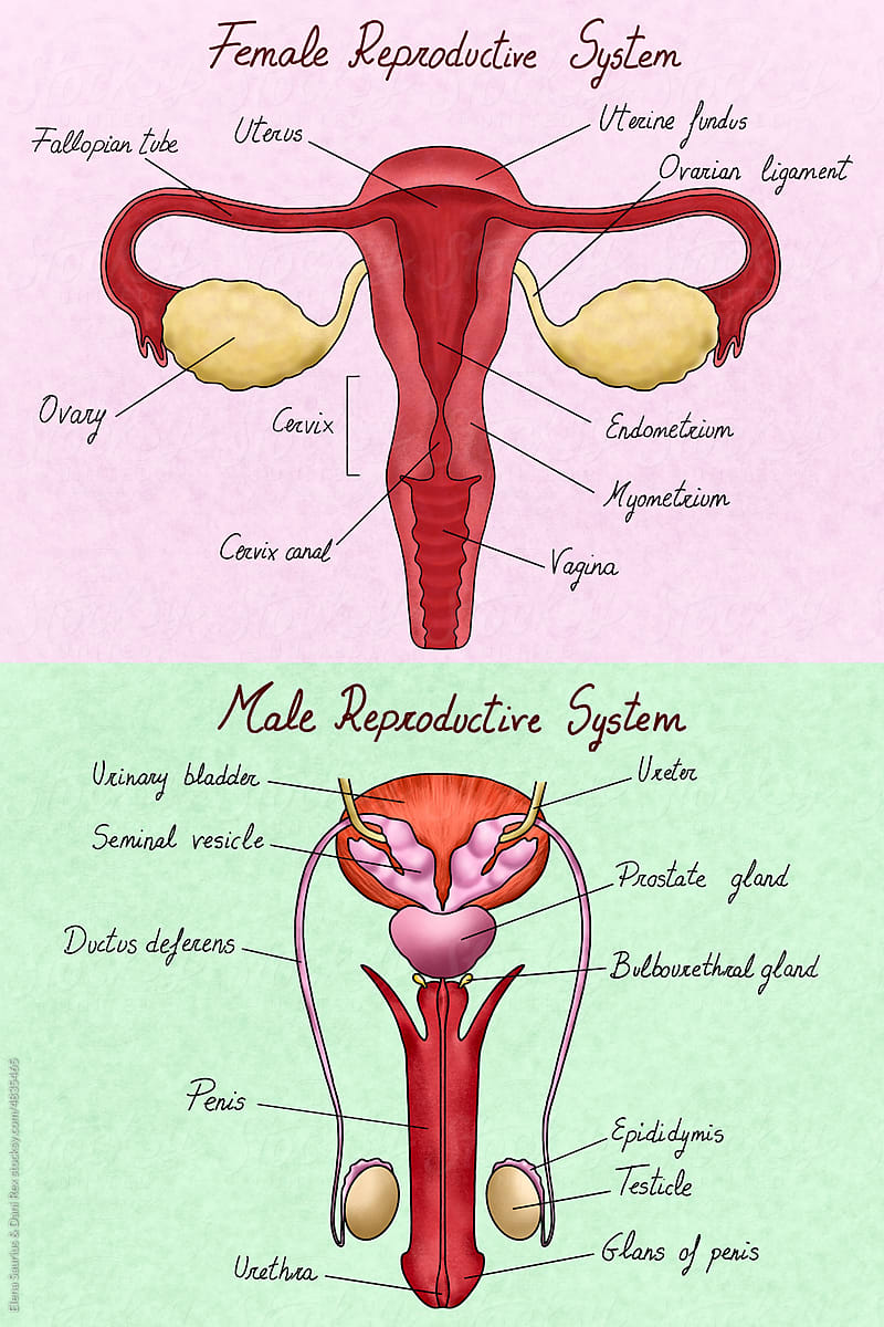 Female and male reproductive system illustration with labelled parts