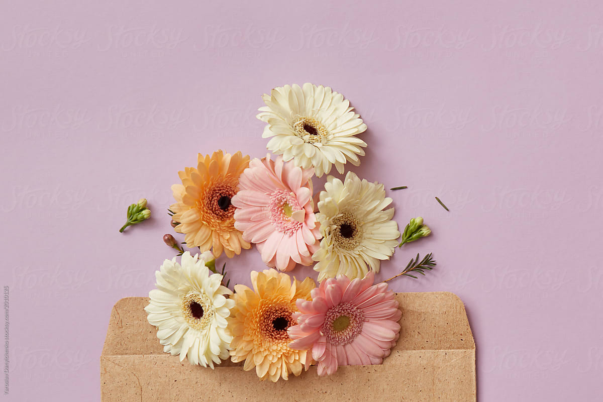 Composition of pink white and orange gerberas decorating envelope on a purple background.