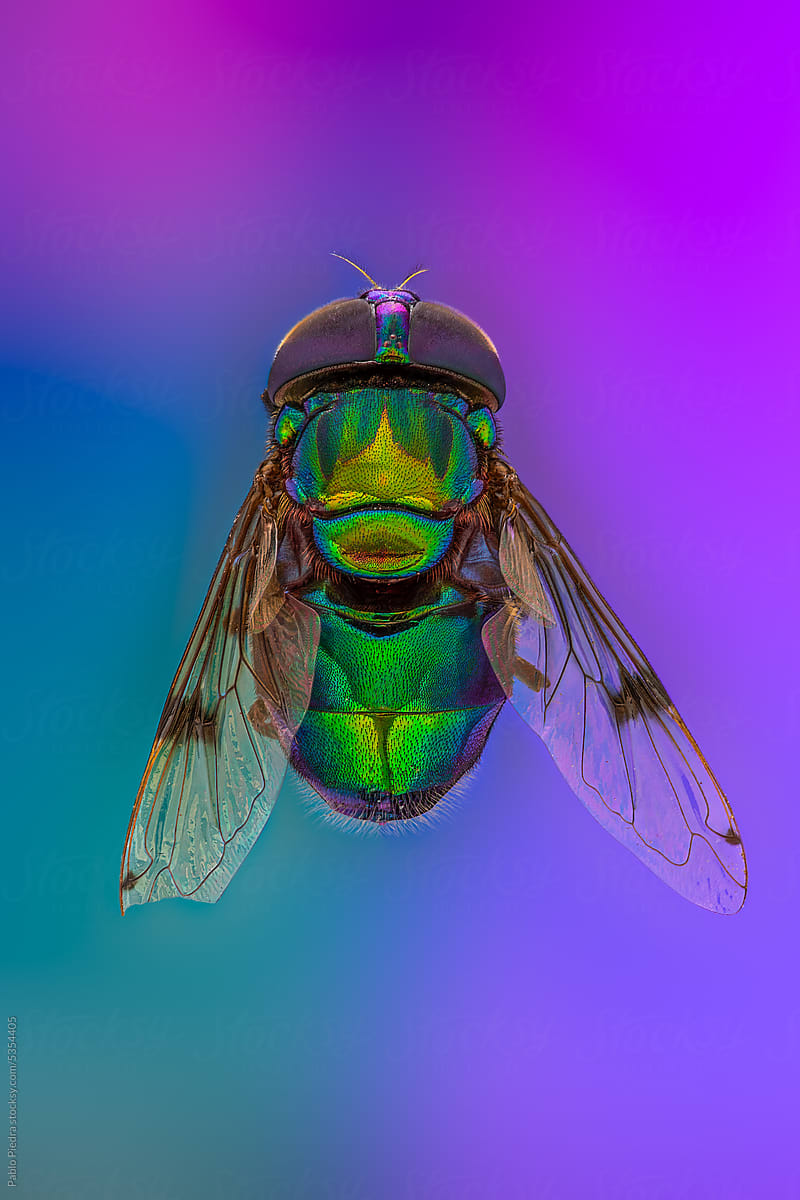 Jewel Fly / Hover Fly