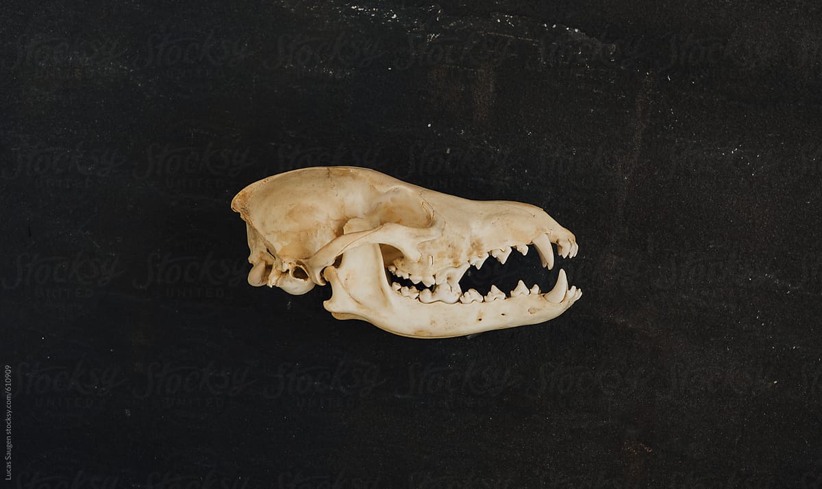 An animals skull and jaw bone laying on a piece of dark stone.