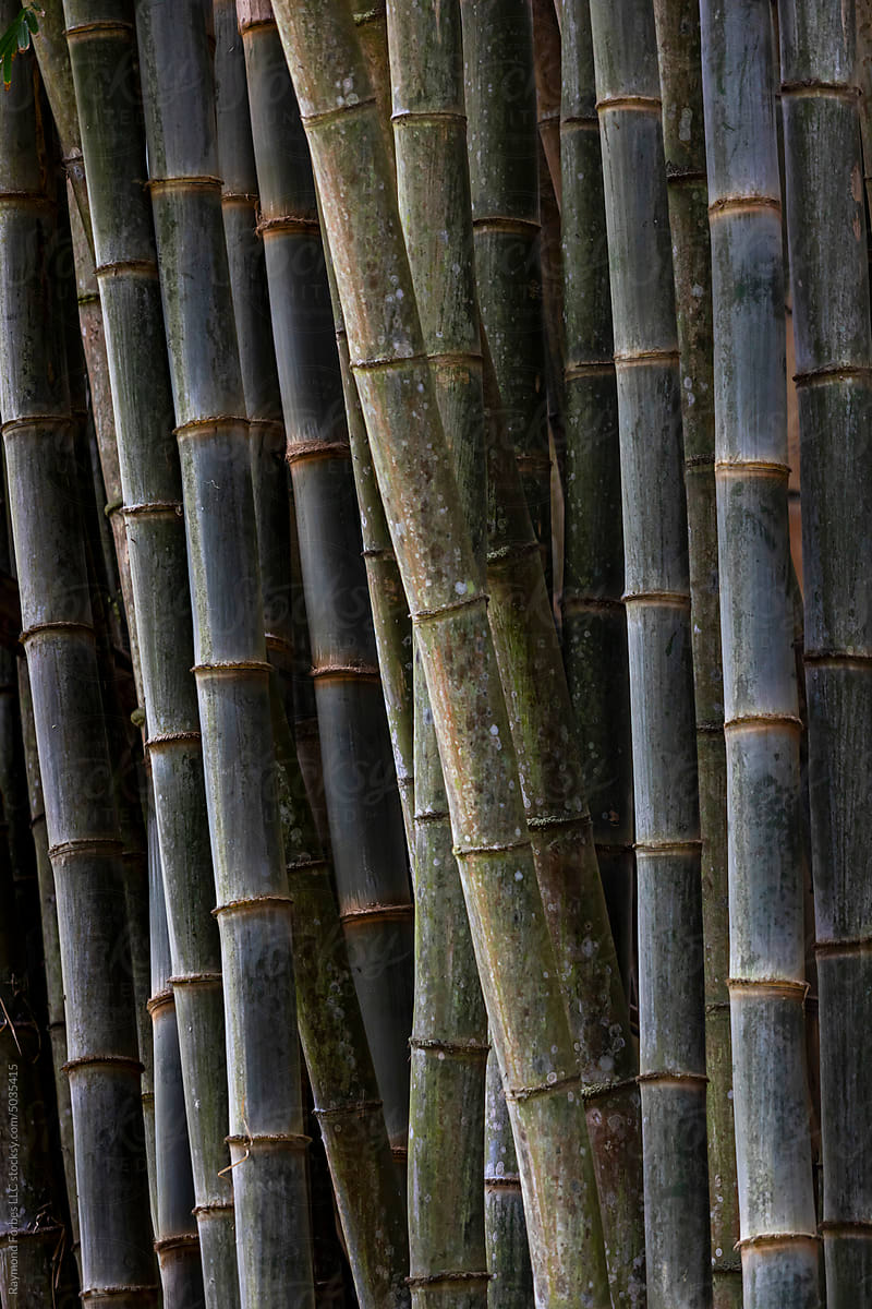 Bamboo Abstract nature texture background rainforest of Costa Rica