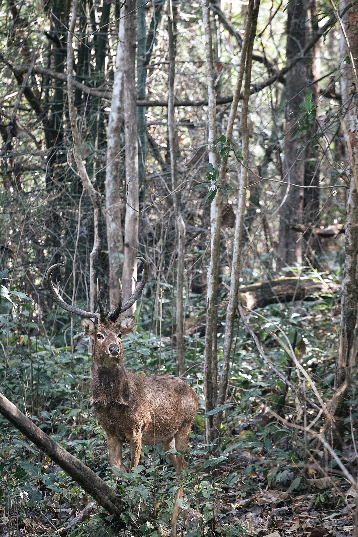Sambar deer in Thailands Huai Kha Khaeng Wildlife Sanctuary