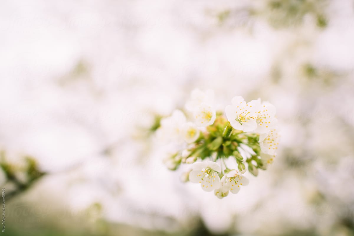 Moody cherry blossom with  dark creamy pastel background