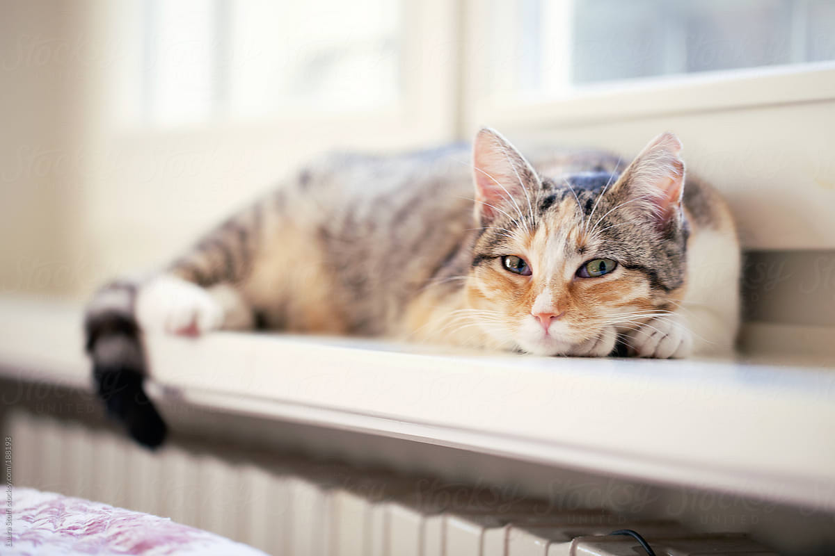 Cat lazing on radiator and looking straight at the camera