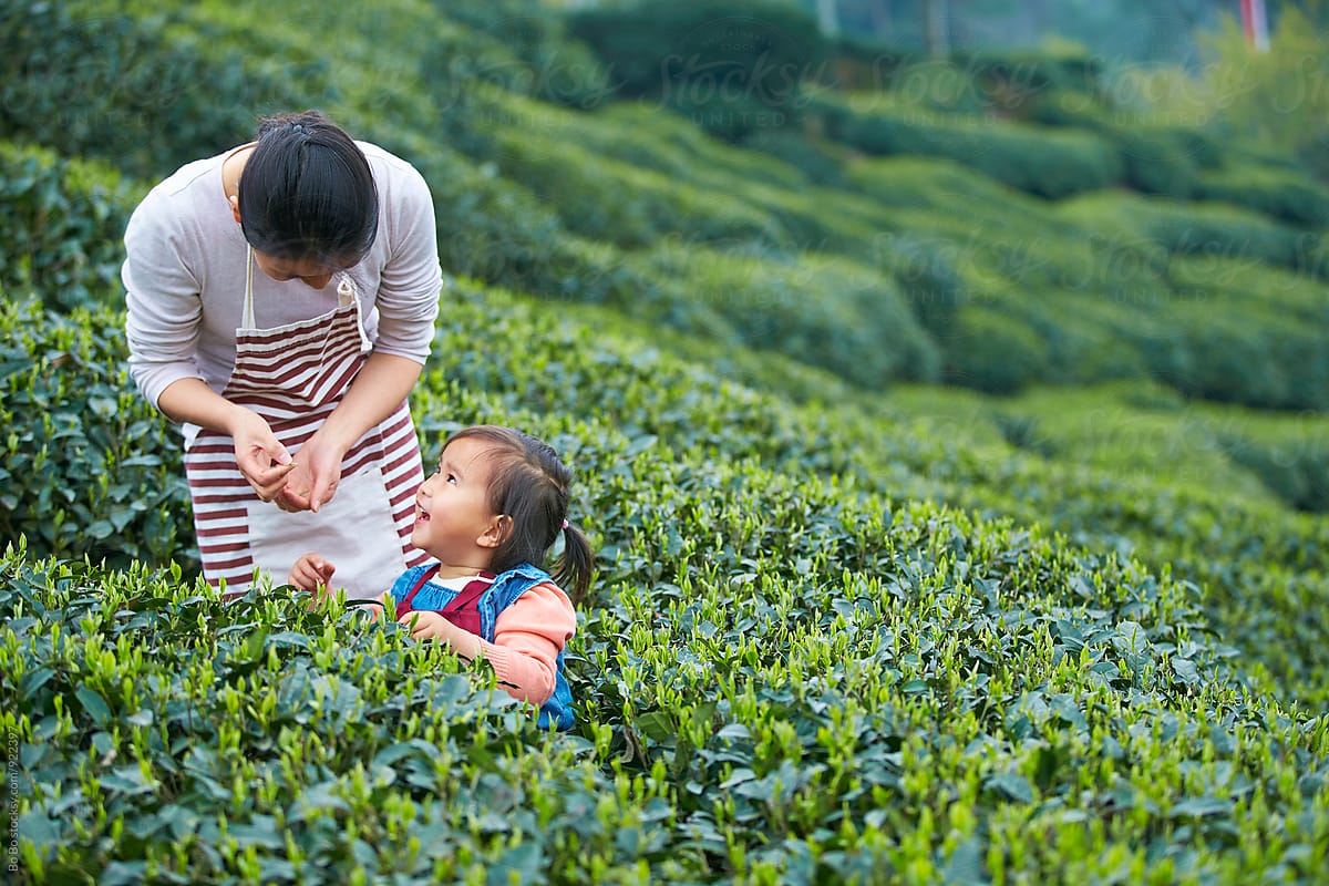 Little Asian Girl Picking Tea In The Tea Farm With Her Mother By Stocksy Contributor Bo Bo 