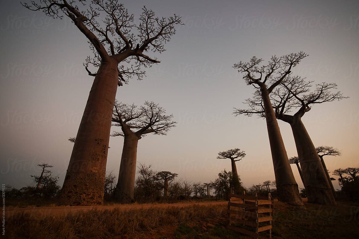 Low distorted View of African Trees