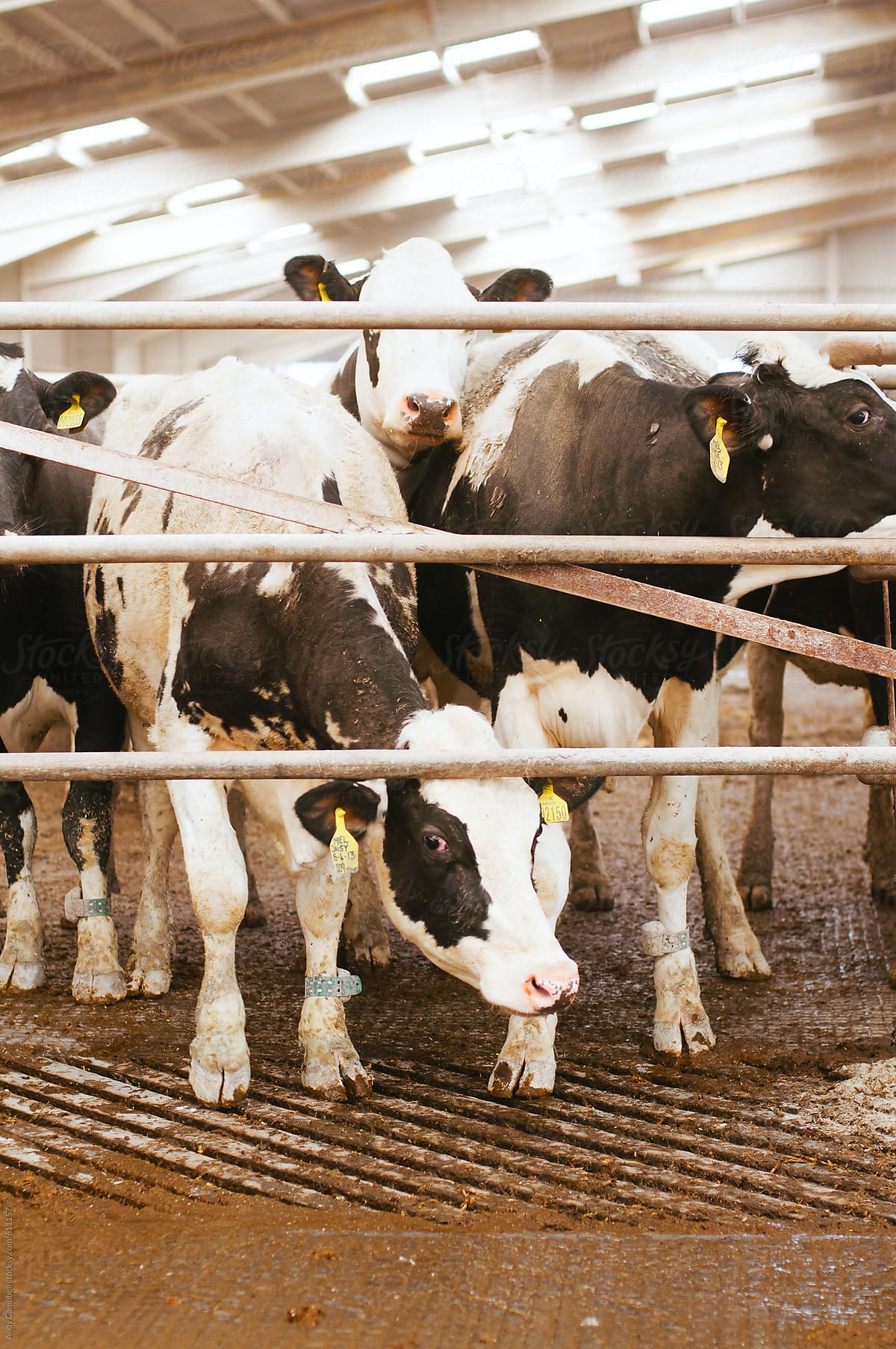 A herd of cattle stand in a farm warehouse