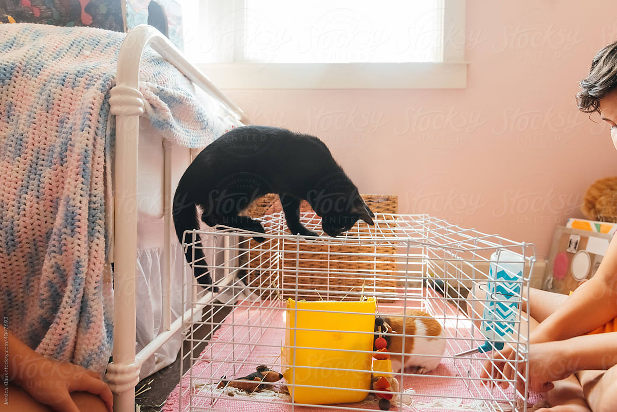 Pets playing together in girl\'s bedroom.