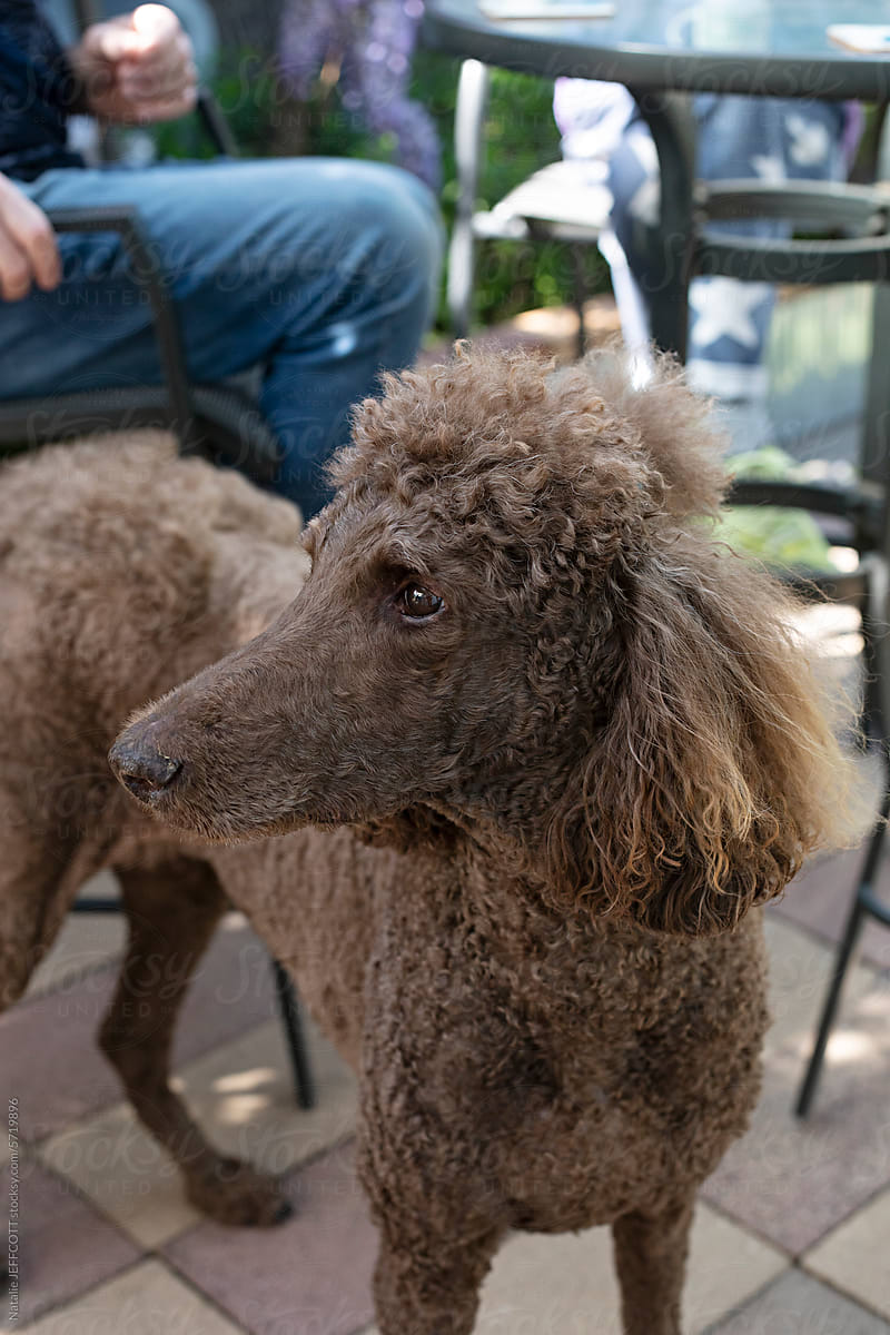 Older standard poodle with shaggey hair