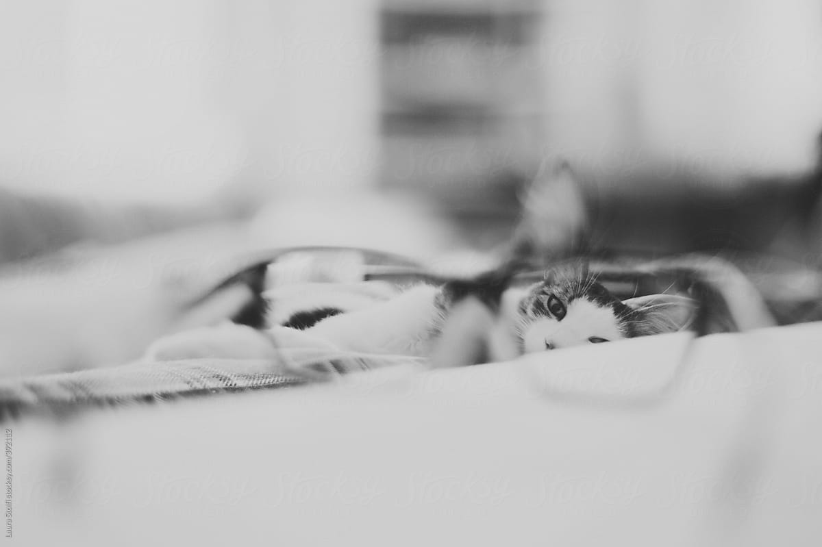 Black and white portrait of siberian cat seen through glasses lens