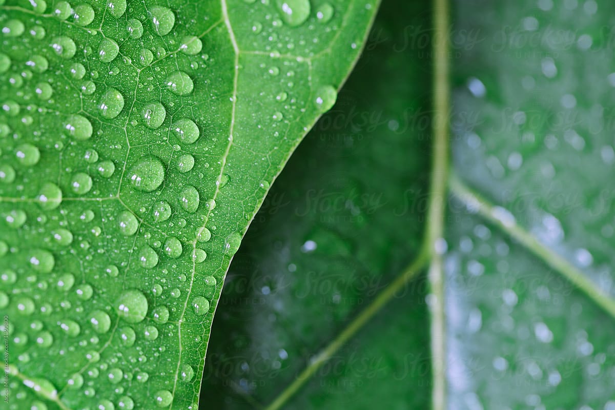 Close up of Ficus lyrata (Fiddle Leaf Fig) leaf with water droplets and copyspace - horizontal