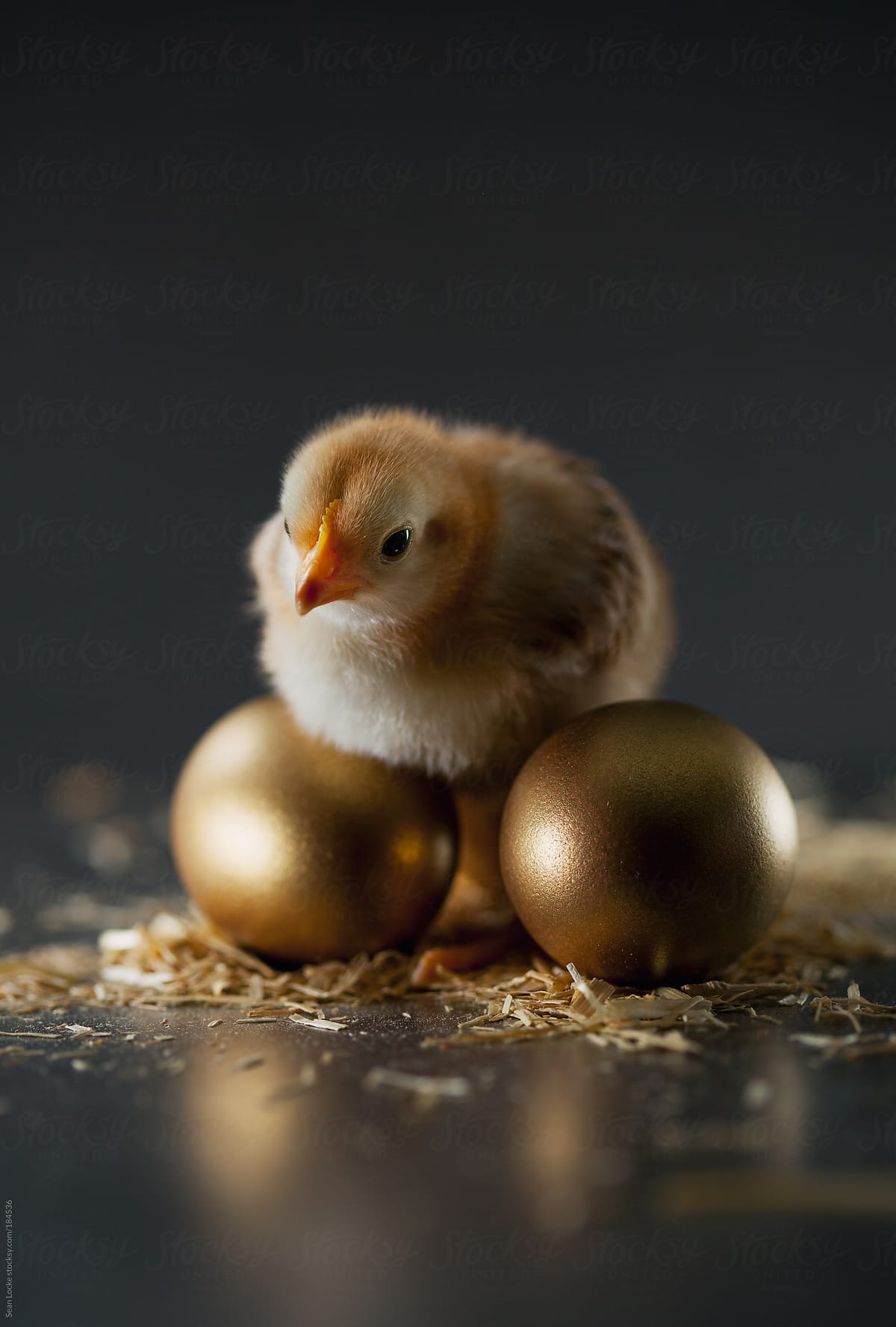 Chicks: Chick Sits On Golden Eggs Concept