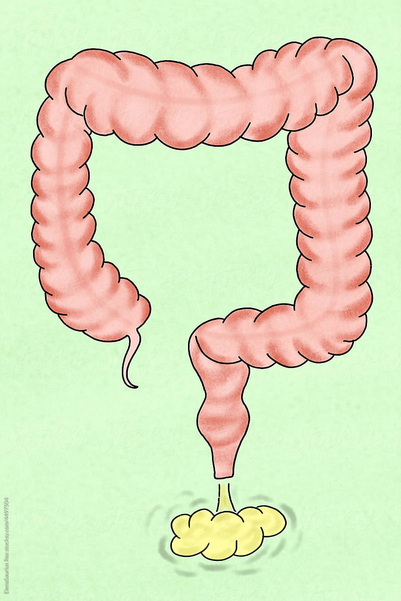 Large intestine illustration