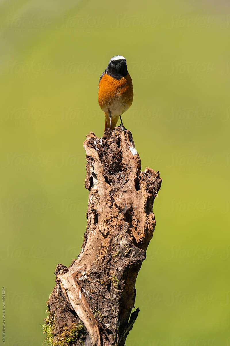 Cute Common Redstart In Forest