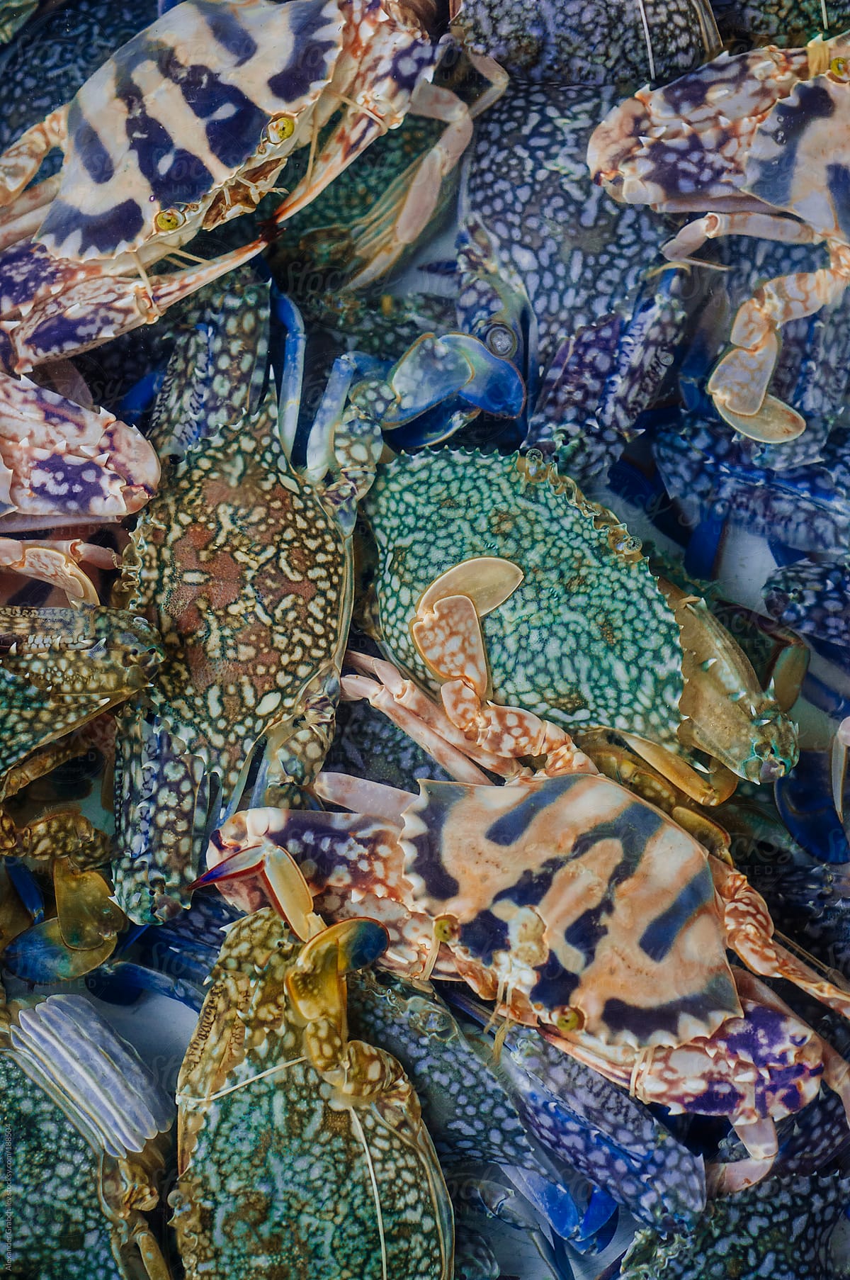 Blue Flower Crabs In A Seafood Market