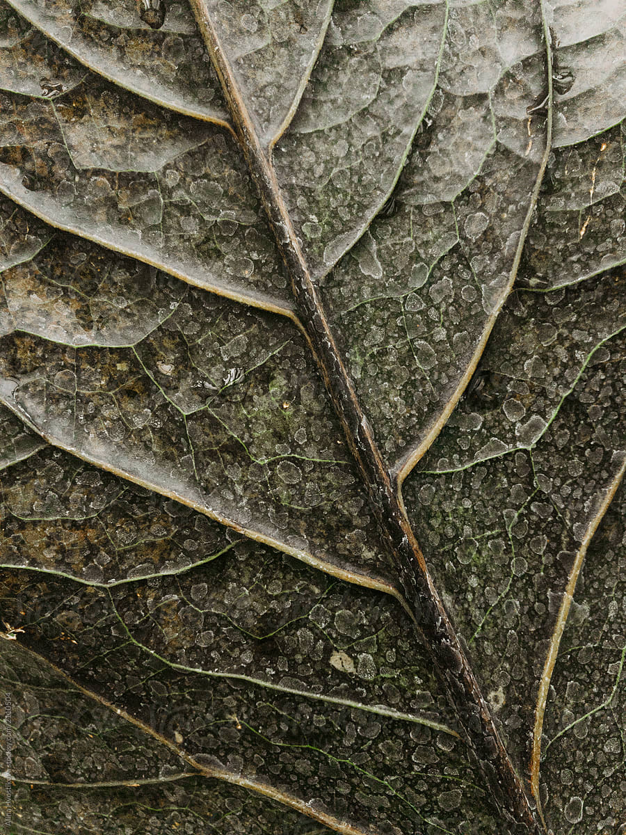 Rough texture leaf with stems