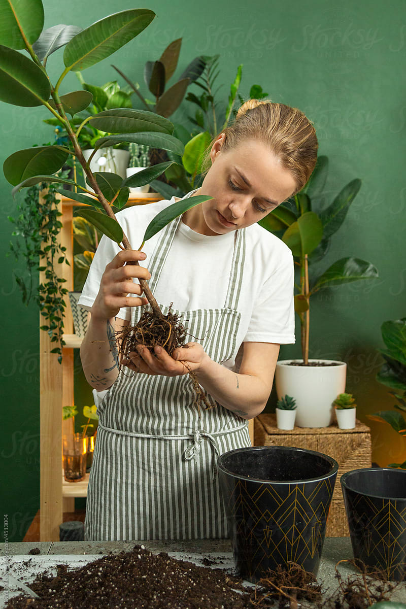 Woman transplanting ficus at home