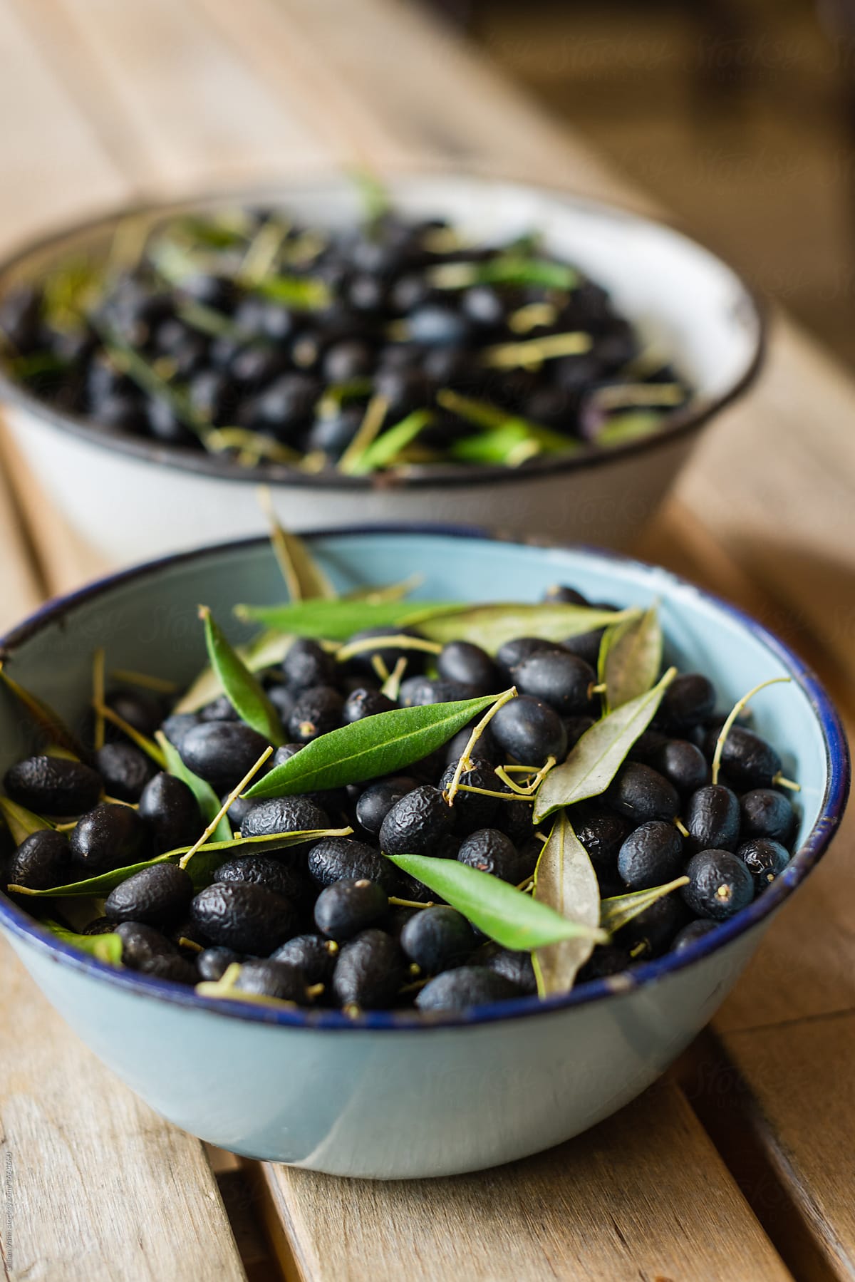 wild olive harvest