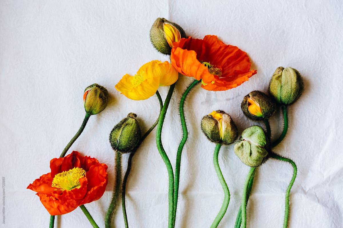 Orange and Yellow poppies on white paper background