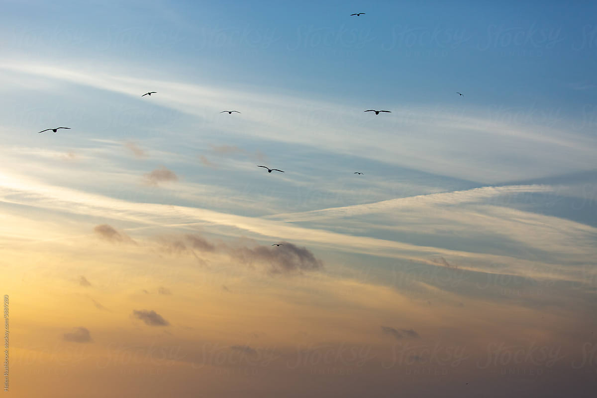 Sea birds flying in to sunset.