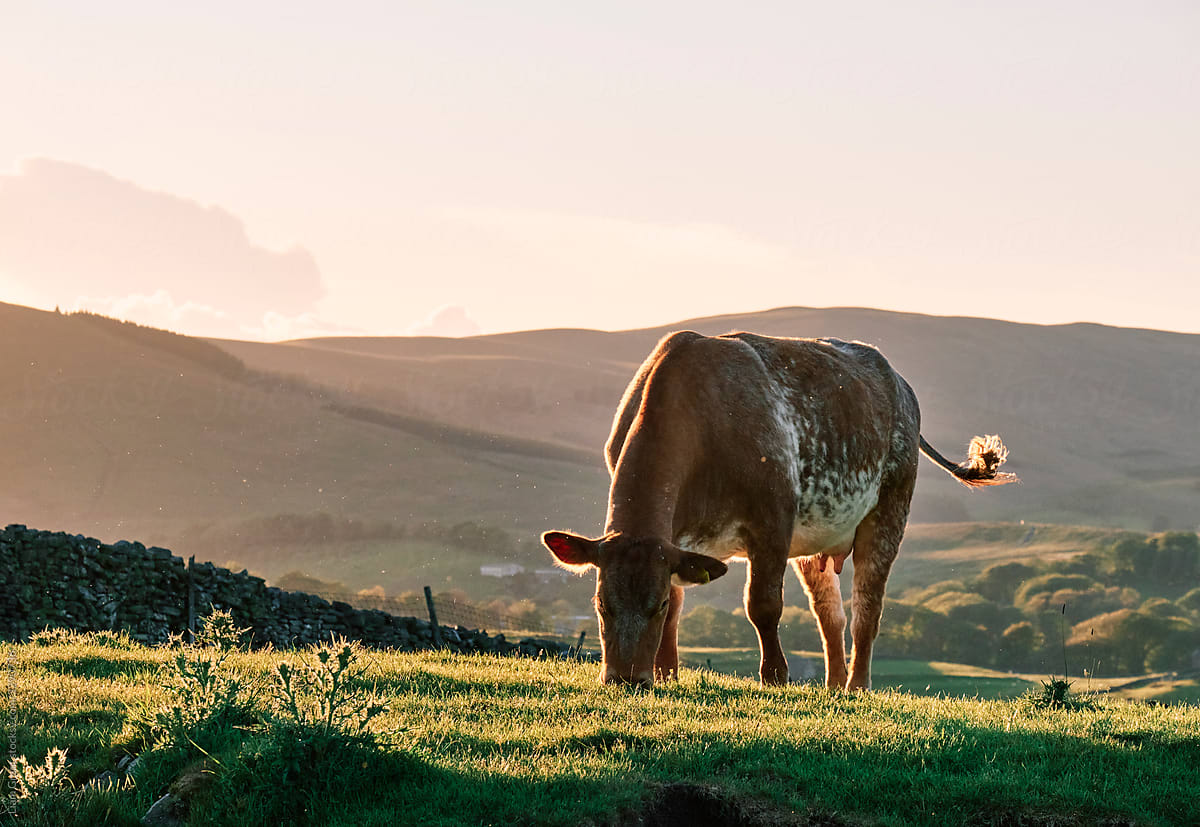 Cows grazing at sunset. Hawes, Wensleydale, Yorkshire, UK.