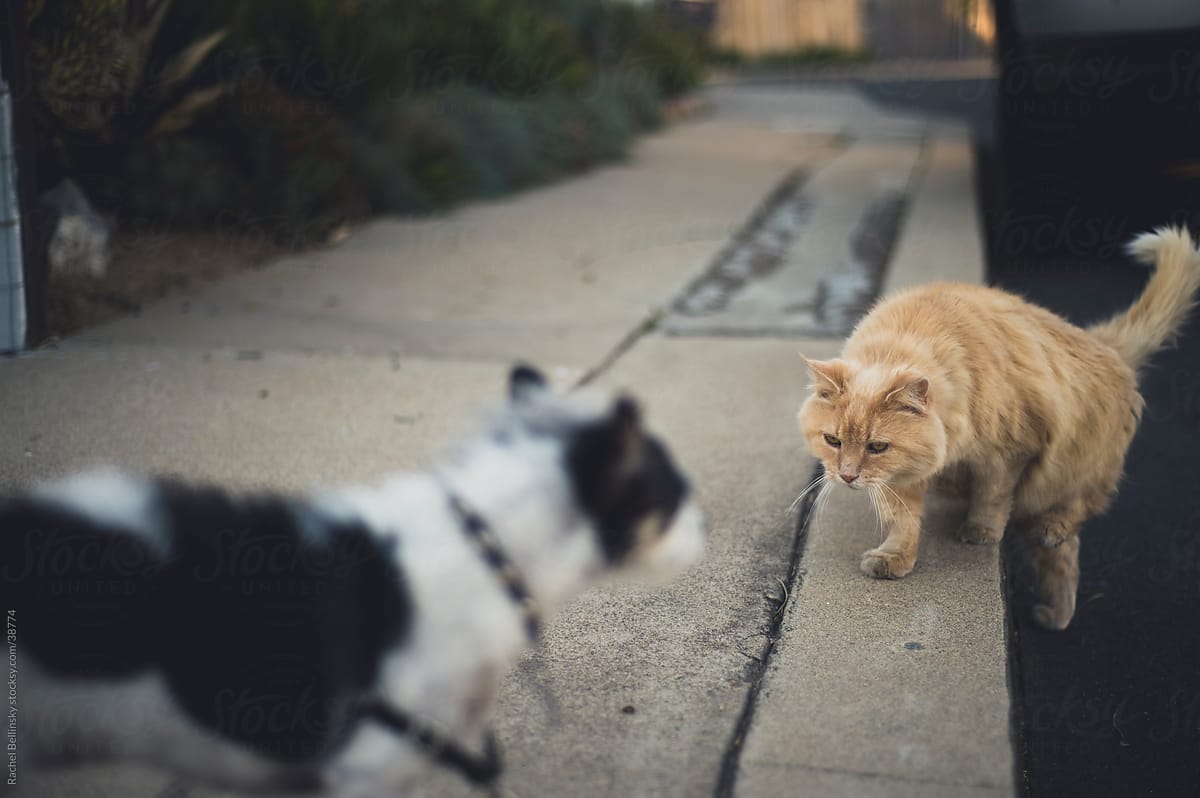 Aggressive orange tabby cat approaches timid dog