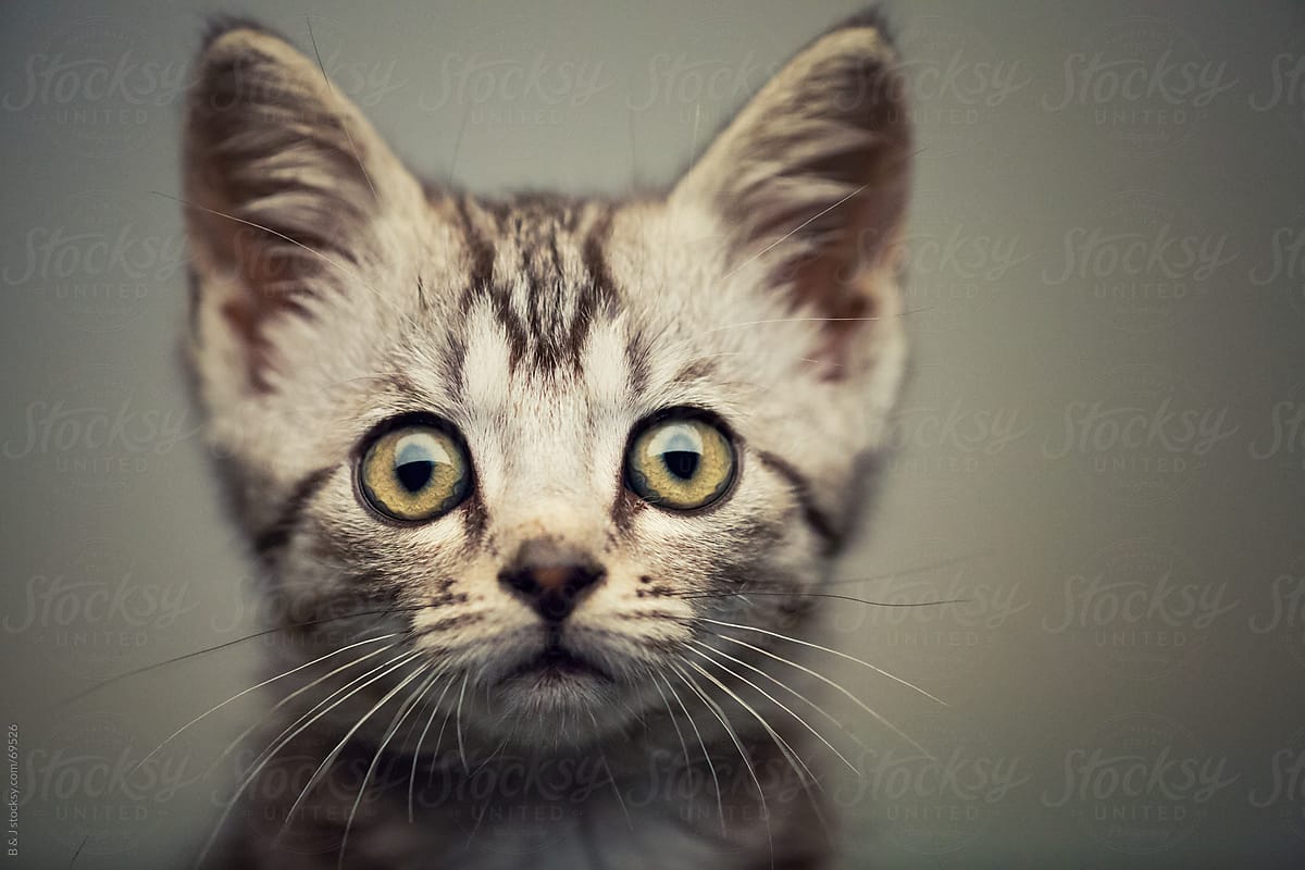 portrait of a serious looking kitten :D