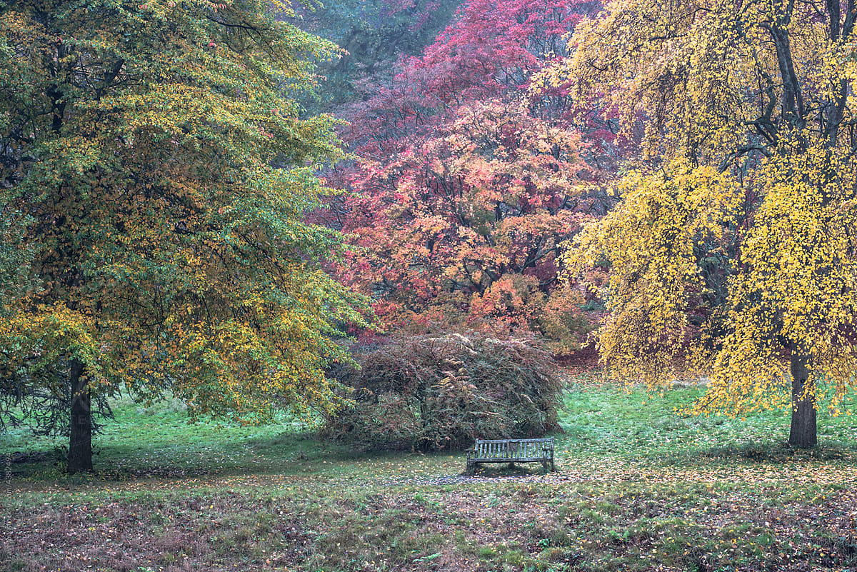 Colours and Textures of Autumn. Winkworth Arboretum. UK