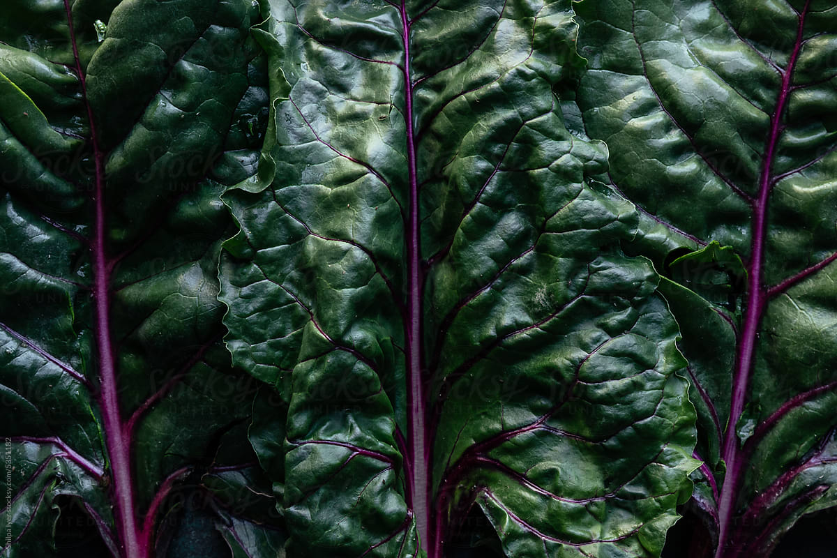 A row of red chard