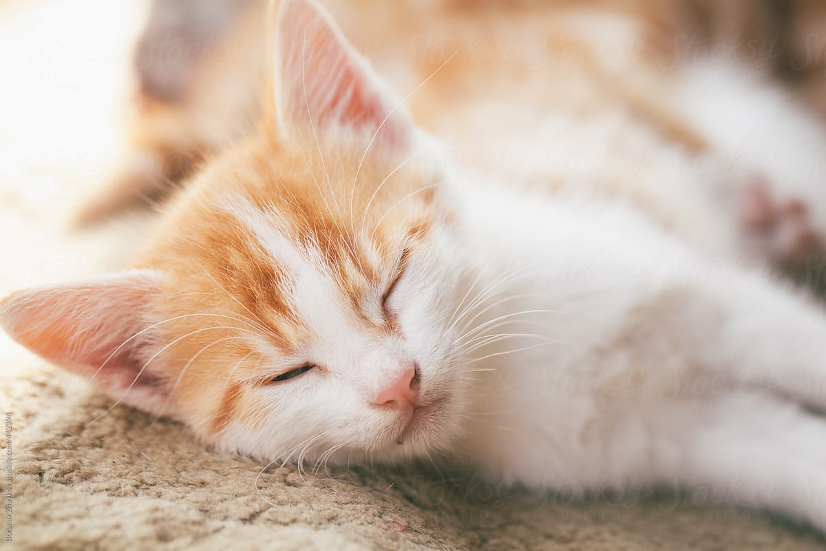 Sleepy Orange Kitten