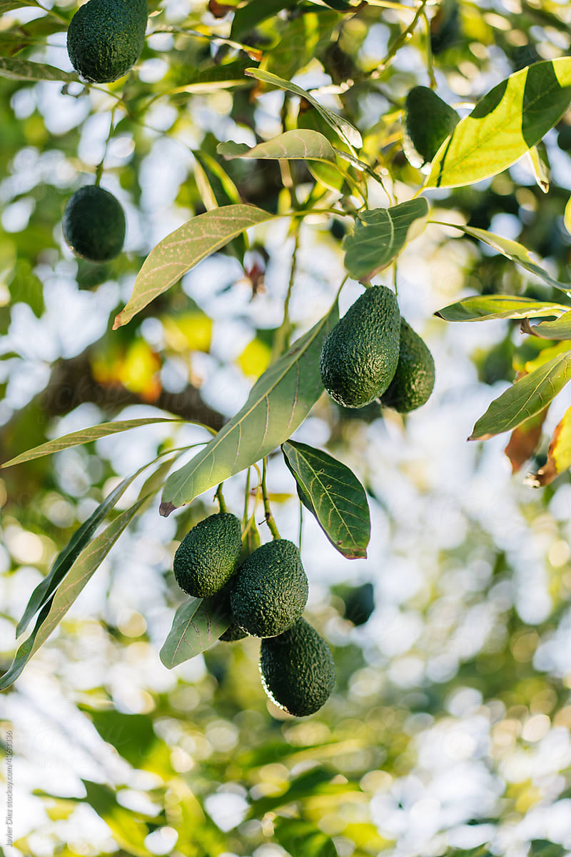Lush tree with avocados growing in garden