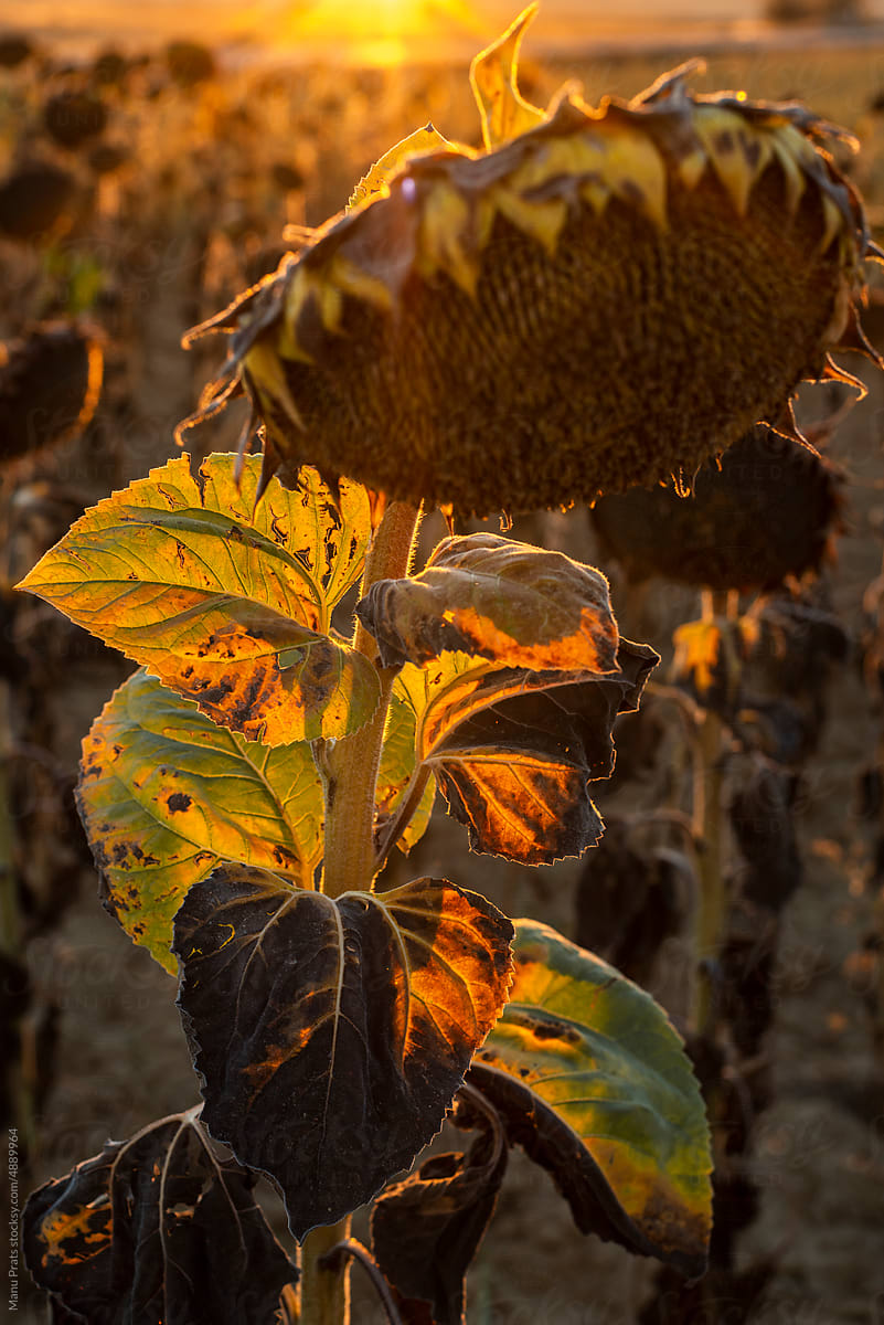 Dried sunflower, climate change