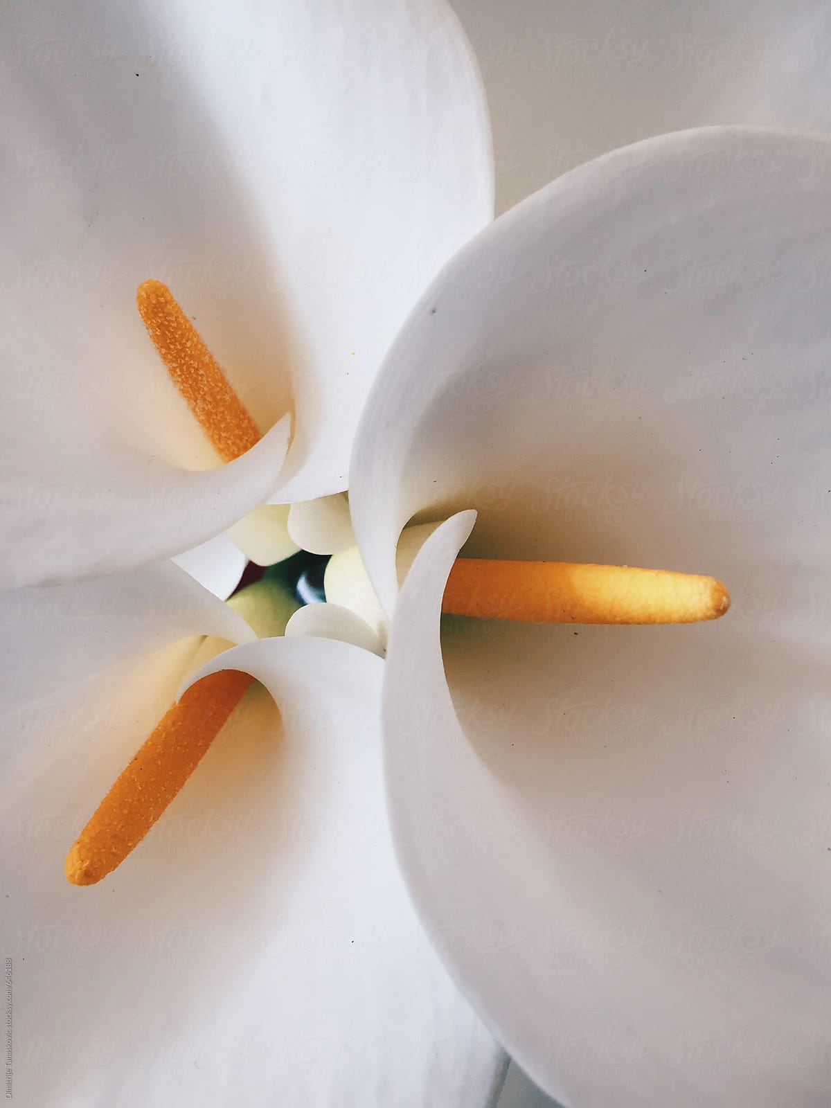 Closeup of beautiful white flowers