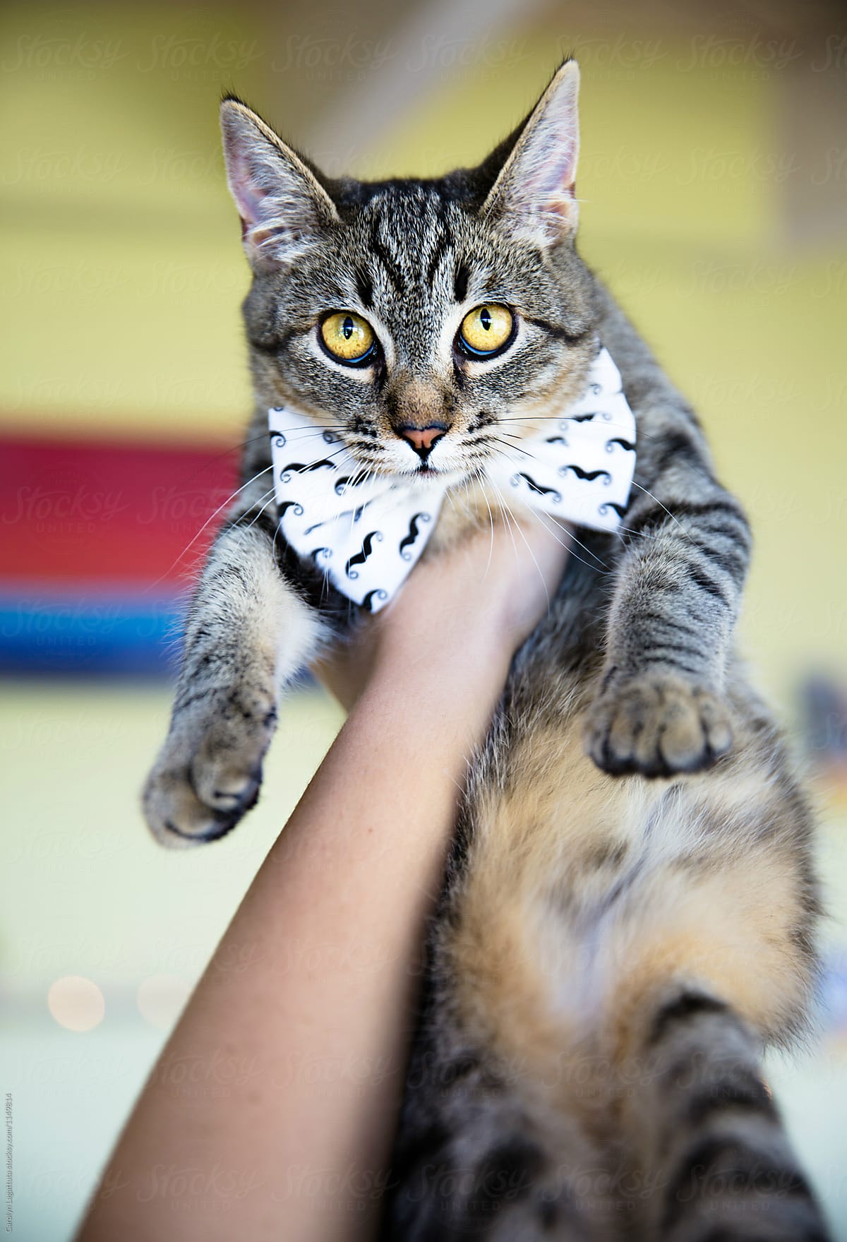 Tabby cat in a bow tie - not amused