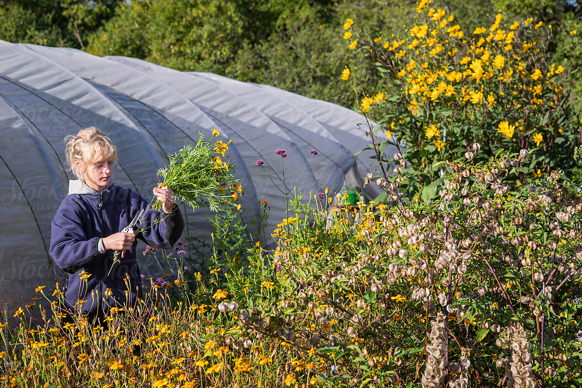 Woman picking flowers in field