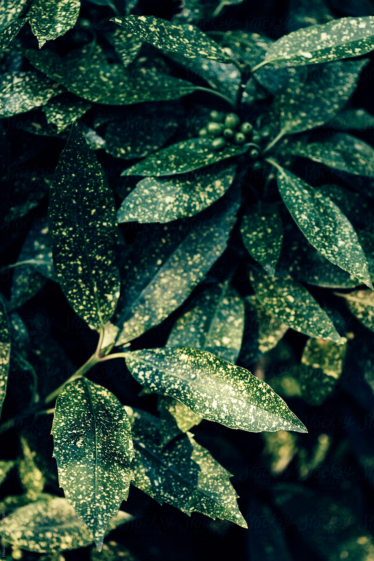 Dotted Leaves