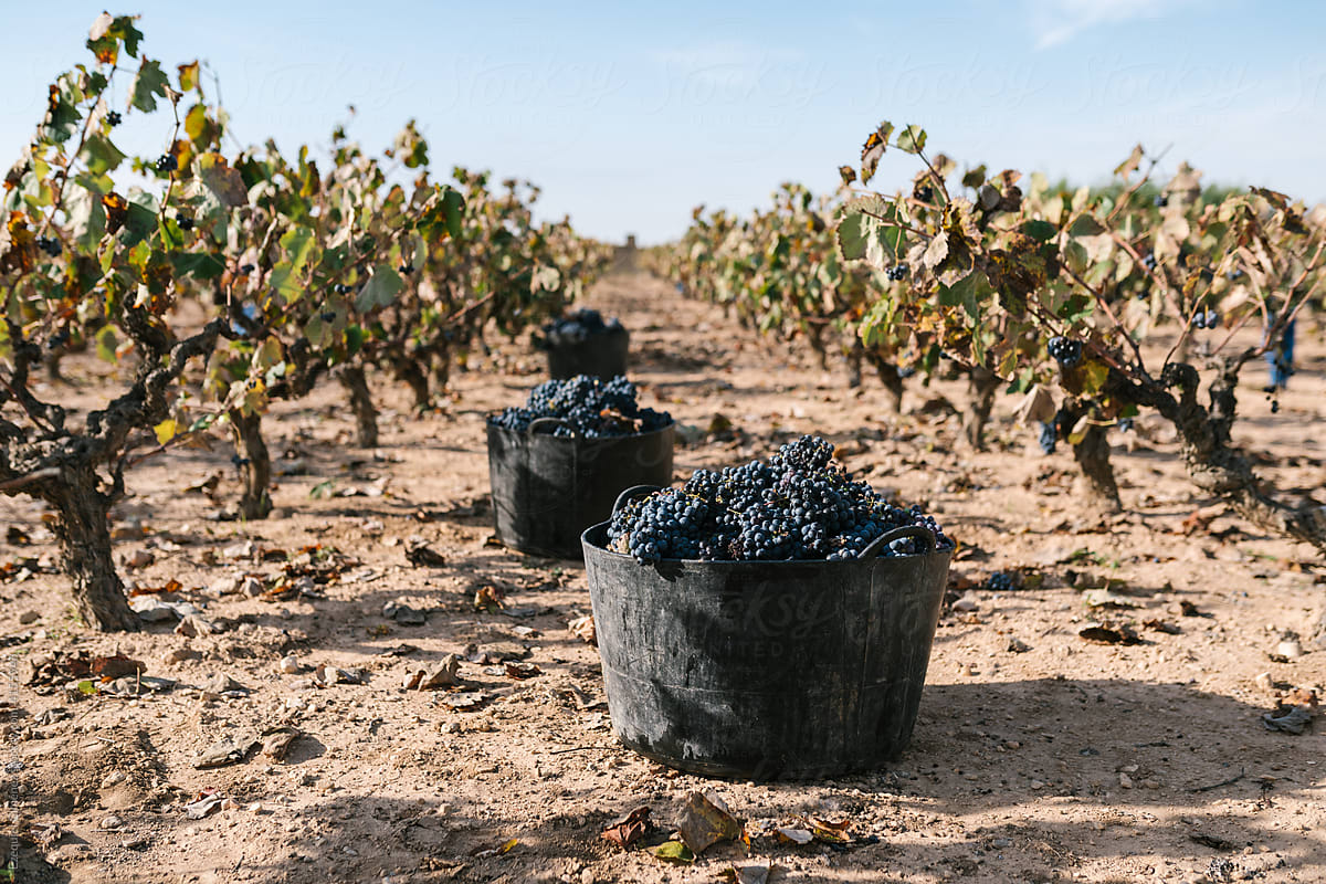 Buckets of grapes on plantation