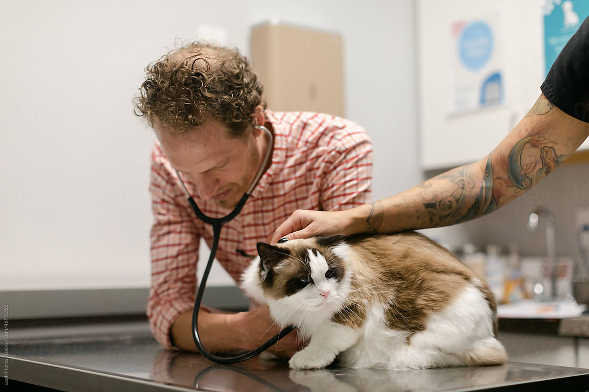 Veterinarian Using a Stethoscope to Listen to a Cat\'s Heart