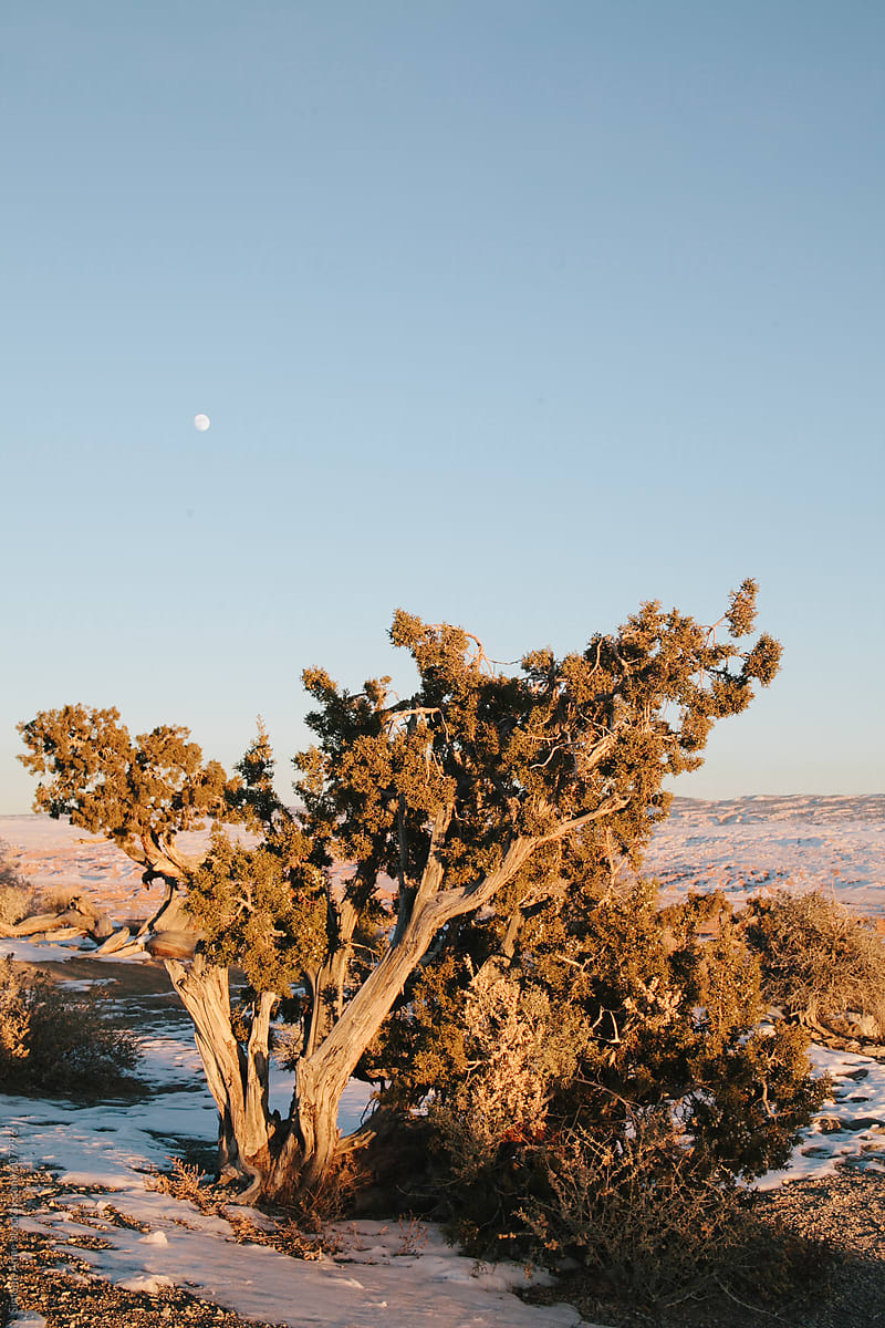 Snowy landscape in Utah with a brush and the moon