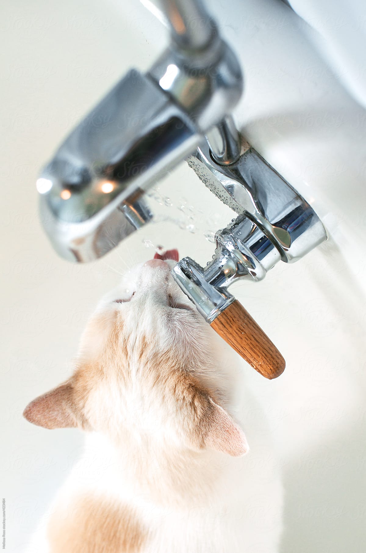 Thirsty kitty.