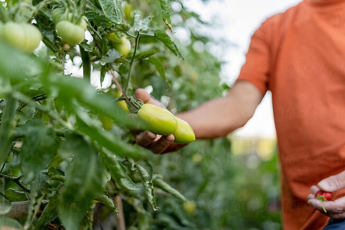 close-up portrait of a farmer\'s hand picking tomatoes