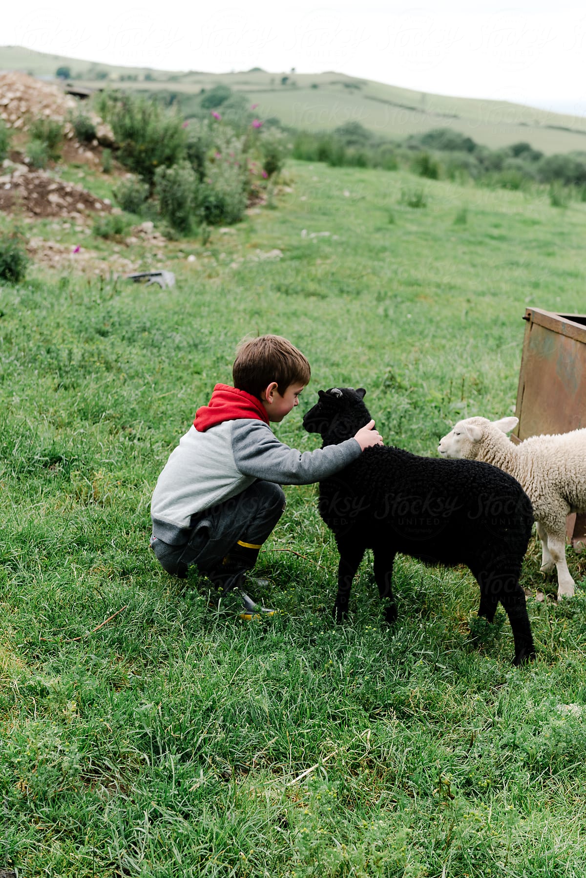 little boy playing with lambs